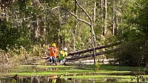 With extensive tree damage caused by the Category 4 hurricane, crews faced the challenge of gaining access to poles and then identifying all existing cuts to the fiber.