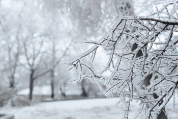 Branches covered with ice after freezing rain.