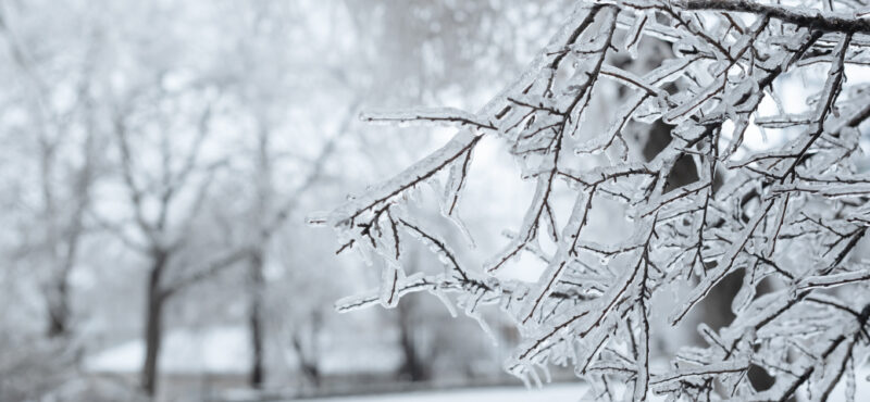 Branches covered with ice after freezing rain.